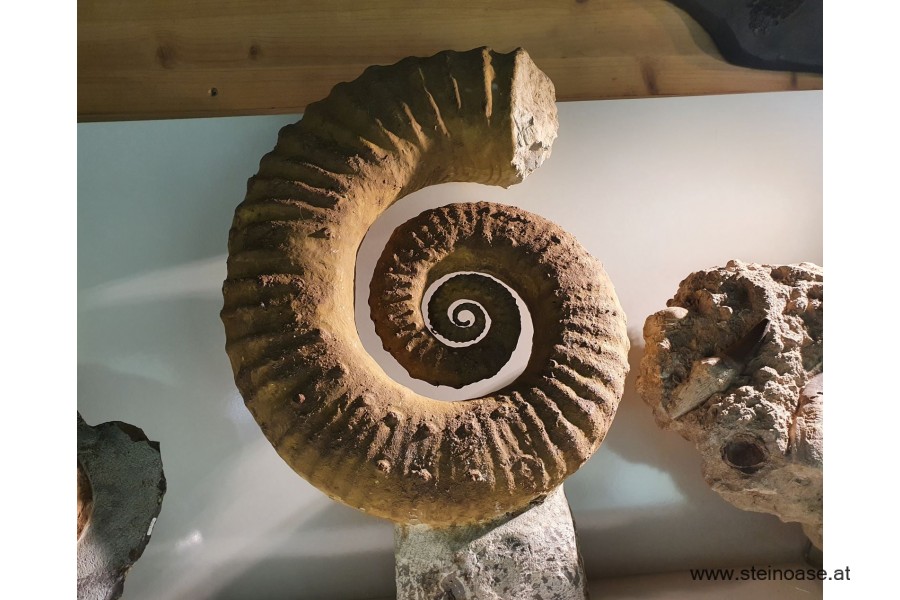 Ammonite versteinert XL